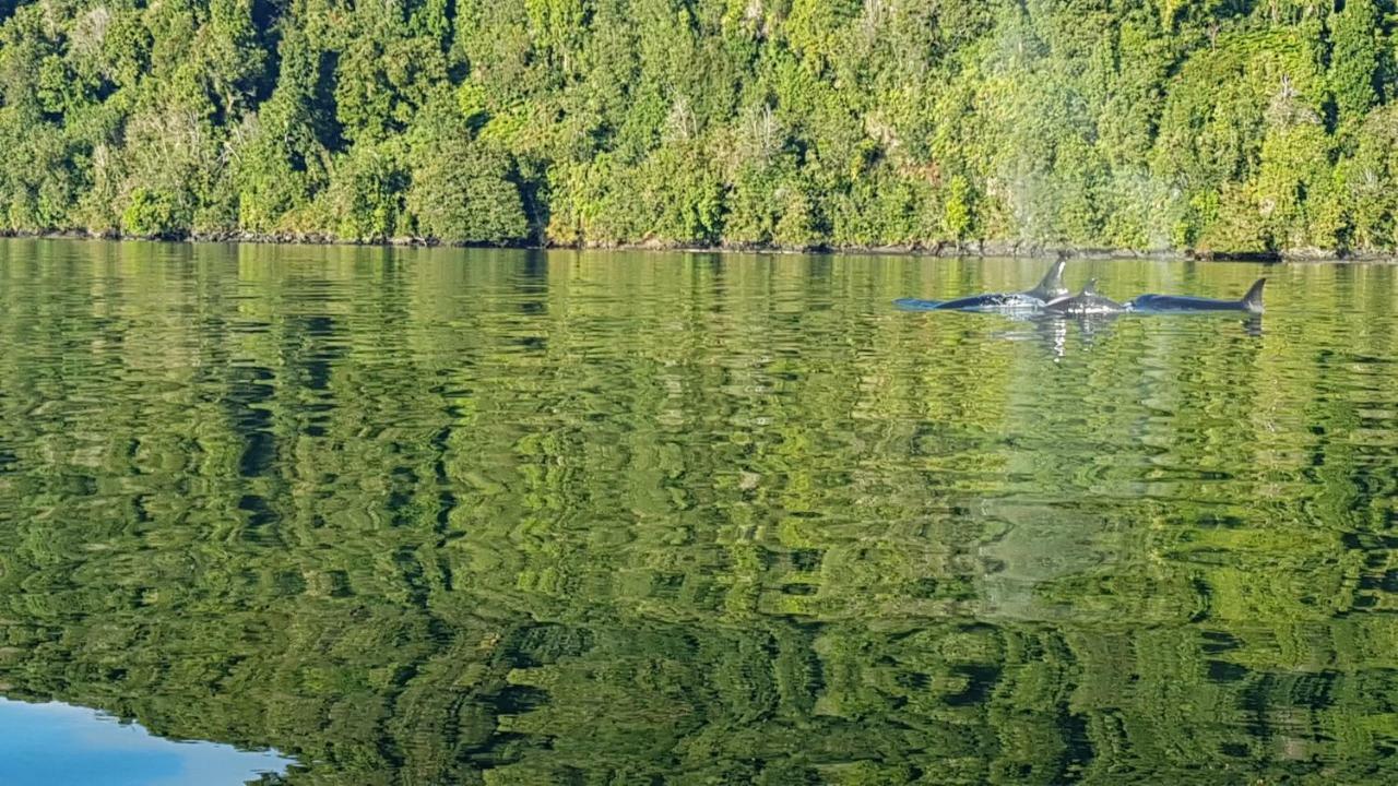 Hostel Profe Nelson Puerto Cisnes Zewnętrze zdjęcie